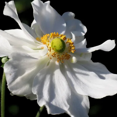 Herbst-Anemone 'Whirlwind', weiß, Topf 11x11 cm