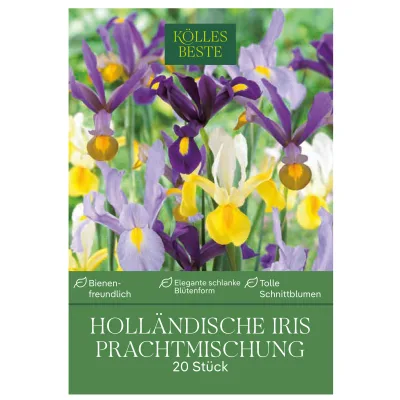 Holländische Iris Prachtmischung, 20 Blumenzwiebeln