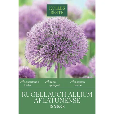 Iranlauch Allium Aflatunense, 15 Blumenzwiebeln