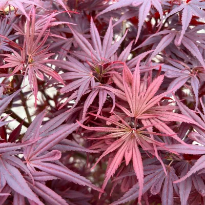 Japanischer Zwergahorn 'Shaina', Höhe 40 - 60 cm, Topf-Ø 19 cm