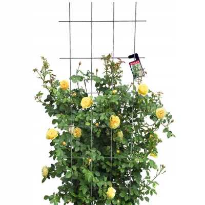 Kadax Blumengitter Schwarz 60x150 cm