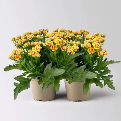Kalanchoe 'Queen'®, gelb-rot, Topf-Ø 14 cm, 2 Pflanzen