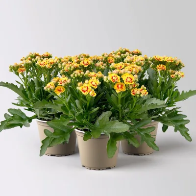 Kalanchoe 'Queen'®, gelb-rot, Topf-Ø 14 cm, 3 Pflanzen