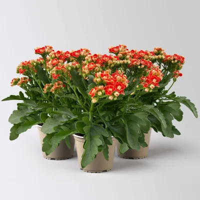 Kalanchoe 'Queen'®, orange, Topf-Ø 14 cm, 3 Pflanzen