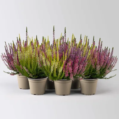 Knospenheide 'Beauty Ladies® Milca Trio', lila-rot-weiß, Topf-Ø 11cm, 6 Pflanzen