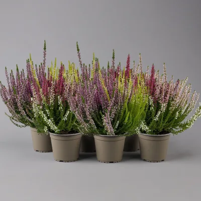 Knospenheide 'Beauty Ladies®' Trio, bunt, Mix nach Verfügbarkeit, 6 Pflanzen
