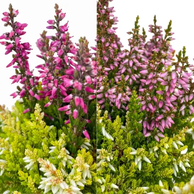 Knospenheide 'Colour Crown®', Farben zufällig, Topf-Ø 6,5 cm, 12 Pflanzen