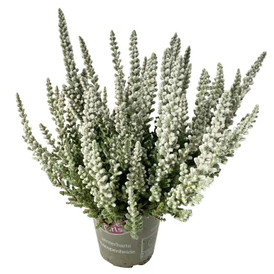 Knospenheide 'Fluffy®', silberlaubig, Topf-Ø 6,5 cm, 6 Pflanzen