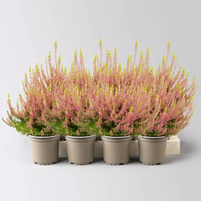 Knospenheide 'Gardengirls® Golden Angie', rosa, Topf-Ø 10,5 cm, 8 Pflanzen