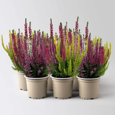 Knospenheide 'High Five®', fünffarbig, Topf-Ø 11 cm, 6 Pflanzen