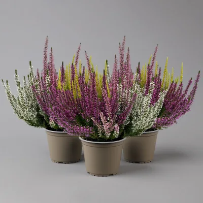 Knospenheide 'High Five®', fünffarbig, Topf-Ø 13 cm, 3 Pflanzen