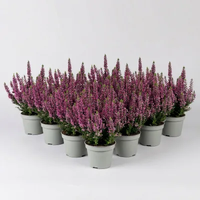 Knospenheide, lila, Mini, Topf-Ø 6 cm, 12 Pflanzen