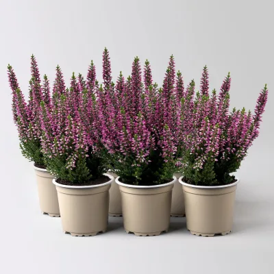Knospenheide, lila, Mini, Topf-Ø 6 cm, 6 Pflanzen