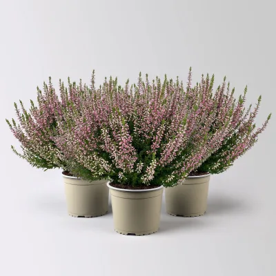 Knospenheide, lila, Topf-Ø 17 cm, 3 Pflanzen