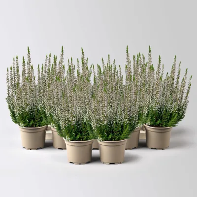 Knospenheide Mini, rosa, Topf-Ø 6 cm, 12 Pflanzen