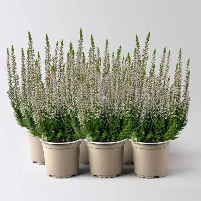 Knospenheide Mini, rosa, Topf-Ø 6 cm, 6 Pflanzen