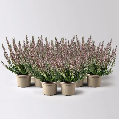 Knospenheide, Mini, rot, Topf-Ø 6 cm, 12 Pflanzen