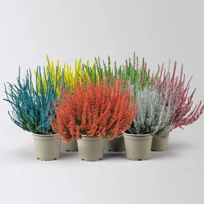 Knospenheide 'Picasso' gefärbt, Farben zufällig, Topf-Ø 12 cm, 6 Pflanzen