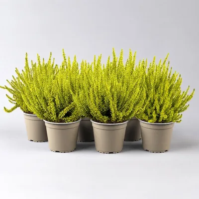 Knospenheide 'Picasso', gelb gefärbt, Topf-Ø 12 cm, 6 Pflanzen