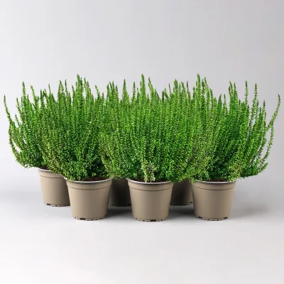 Knospenheide 'Picasso', grün gefärbt, Topf-Ø 12 cm, 6 Pflanzen