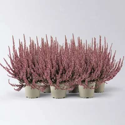 Knospenheide 'Picasso', rot gefärbt, Topf-Ø 12 cm, 6 Pflanzen
