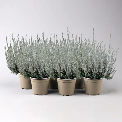 Knospenheide 'Picasso', weiß gefärbt, Topf-Ø 12 cm, 6 Pflanzen