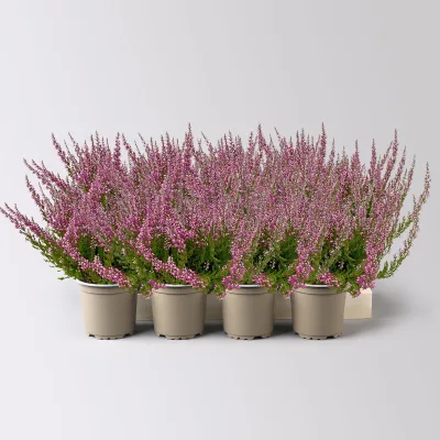 Knospenheide, rosa, Topf-Ø 10,5/11 cm, 8 Pflanzen