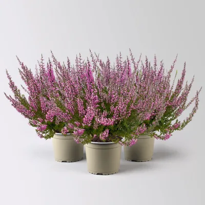 Knospenheide, rosa, Topf-Ø 17 cm, 3 Pflanzen