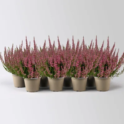 Knospenheide, rot, Topf-Ø 10,5/11 cm, 8 Pflanzen