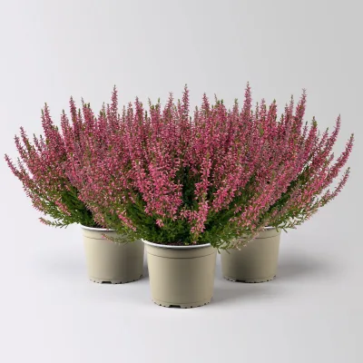 Knospenheide, rot, Topf-Ø 17 cm, 3 Pflanzen