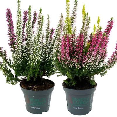 Knospenheide 'Trio', mehrfarbig, Farben zufällig, Topf-Ø 6 cm, 12 Pflanzen