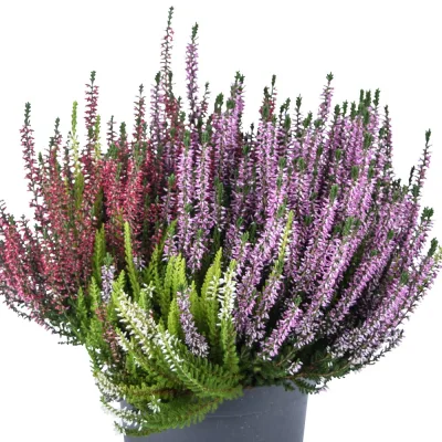 Knospenheide 'Trio', mehrfarbig, Mix zufällig, Topf-Ø 17 cm, 2 Pflanzen