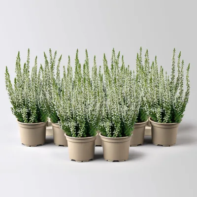 Knospenheide, weiß, Mini, Topf-Ø 6 cm, 12 Pflanzen