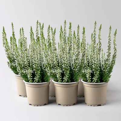 Knospenheide, weiß, Mini, Topf-Ø 6 cm, 6 Pflanzen