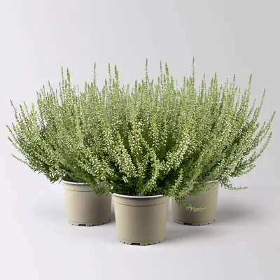 Knospenheide, weiß, Topf-Ø 17 cm, 3 Pflanzen