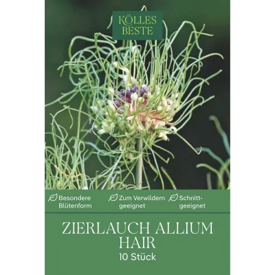 Kölles Beste Allium 'Hair' grün/lila, 10 Blumenzwiebeln