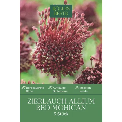 Kölles Beste Allium 'Red Mohican' bordeauxrot, 3 Blumenzwiebeln
