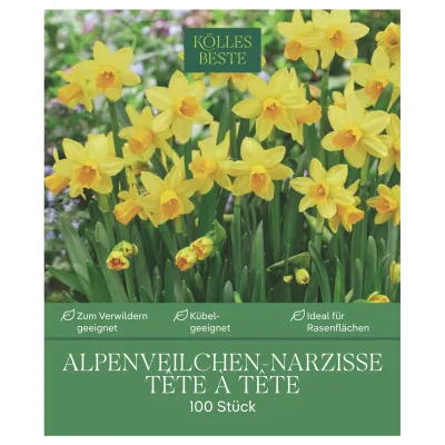 Kölles Beste Alpenveilchen-Narzisse 'Tête-à-Tête', 100 Blumenzwiebeln