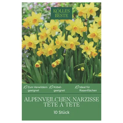 Kölles Beste Alpenveilchen-Narzisse 'Tête à Tête' gelb, 10 Blumenzwiebeln