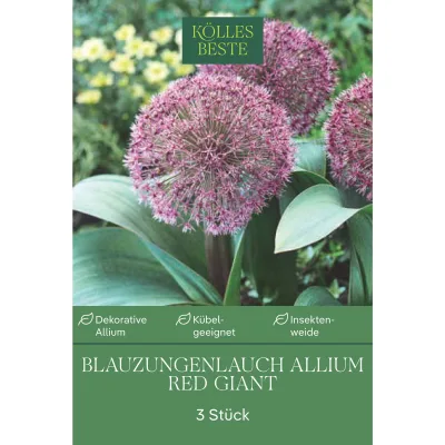 Kölles Beste Blauzungenlauch 'Red Giant' lila, 3 Blumenzwiebeln