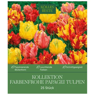 Kölles Beste Blumenzwiebeln Kollektion Farbenfrohe Papagei Tulpen 25 Stück