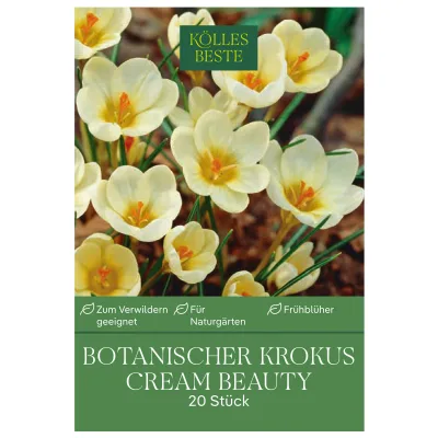 Kölles Beste Botanische Krokusse 'Cream Beauty' zartgelb, 20 Blumenzwiebeln