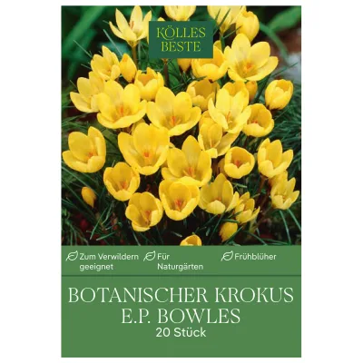 Kölles Beste Botanische Krokusse 'E. P. Bowles' gelb, 20 Blumenzwiebeln