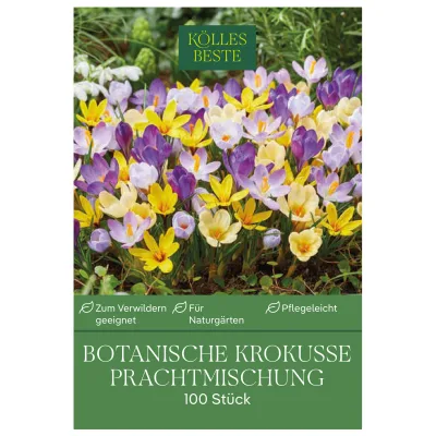 Kölles Beste Botanische Krokusse 'Prachtmischung' Farbmix, 100 Blumenzwiebeln