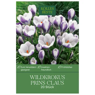Kölles Beste Botanische Krokusse 'Prins Claus', violett, weiß, 20 Blumenzwiebeln
