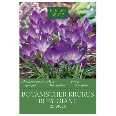 Kölles Beste Botanische Krokusse 'Ruby Giant' lilafarben, 25 Blumenzwiebeln