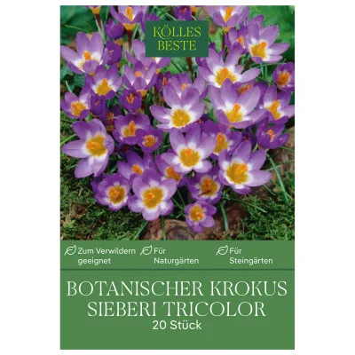 Kölles Beste Botanische Krokusse 'Sieberi Tricolor' weiß-lila, 20 Blumenzwiebeln