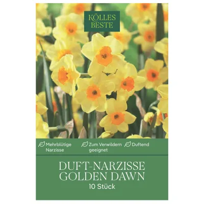Kölles Beste Botanische Narzissen 'Golden Dawn' gelb/orange, 10 Blumenzwiebeln