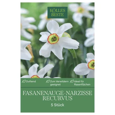 Kölles Beste Fasanenauge Narzissen weiß, 5 Blumenzwiebeln
