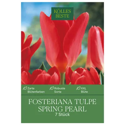 Kölles Beste Fosteriana-Tulpe 'Spring Pearl®', rosa, 7 Blumenzwiebeln